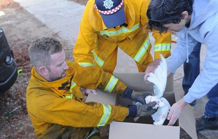 Cockatoo Gets Stuck In A Car Grill (4 pics)