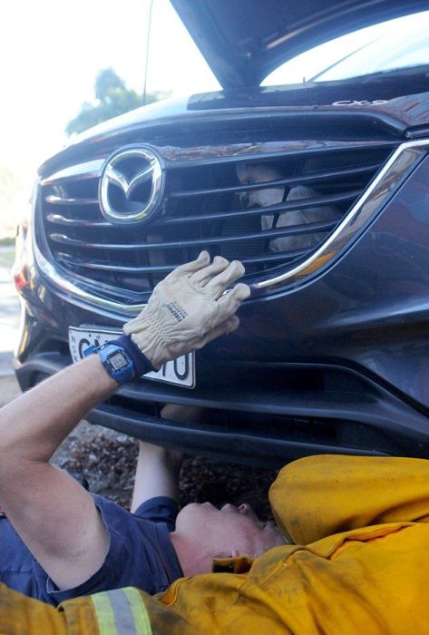 Cockatoo Gets Stuck In A Car Grill (4 pics)
