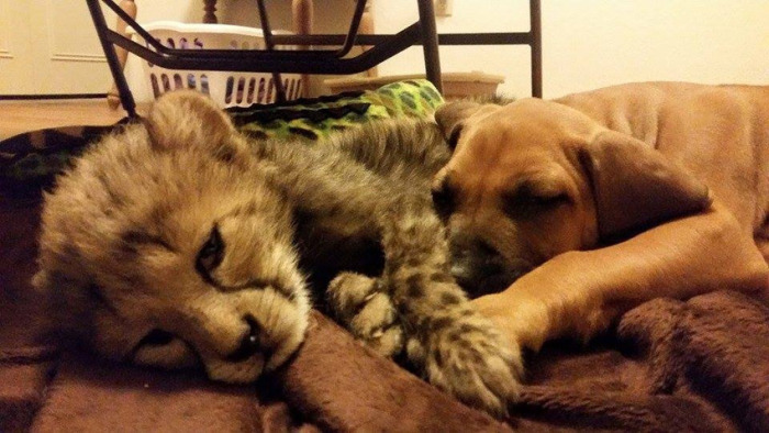 This Cheetah Cub And Puppy Are The Best Of Friends (6 pics)