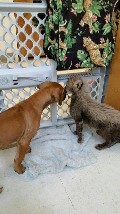 This Cheetah Cub And Puppy Are The Best Of Friends (6 pics)