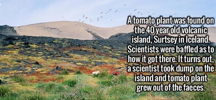 Give Your Brain The Gift Of Fun And Interesting Facts (20 pics)