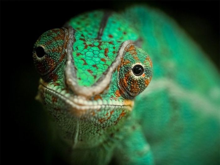 Acid Picdump (94 pics)