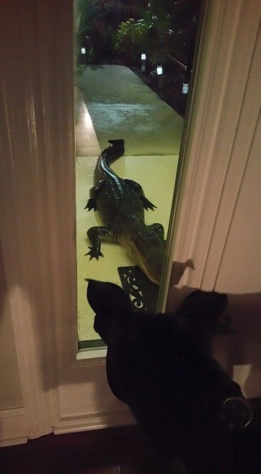 Acid Picdump (91 pics)
