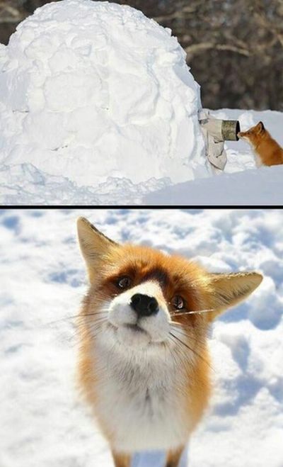 Acid Picdump (91 pics)
