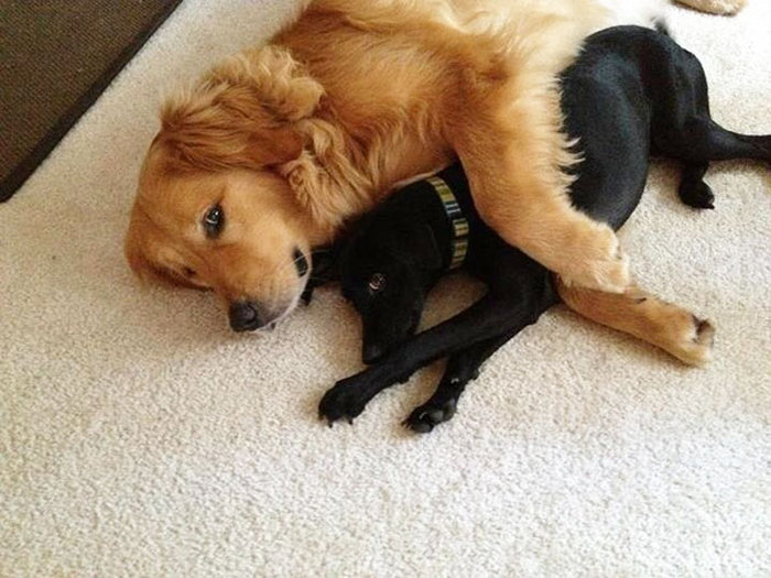 Dog Best Friends That Always Have To Be Together (38 pics)