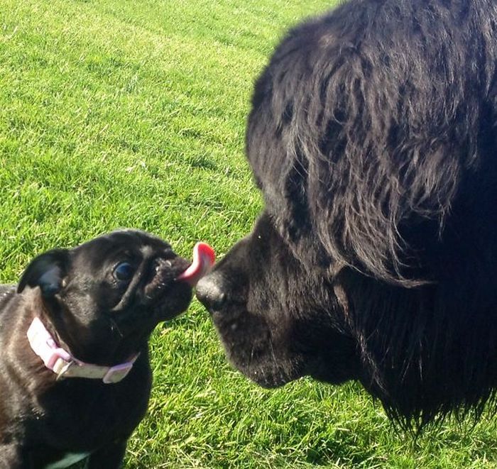 Dog Best Friends That Always Have To Be Together (38 pics)