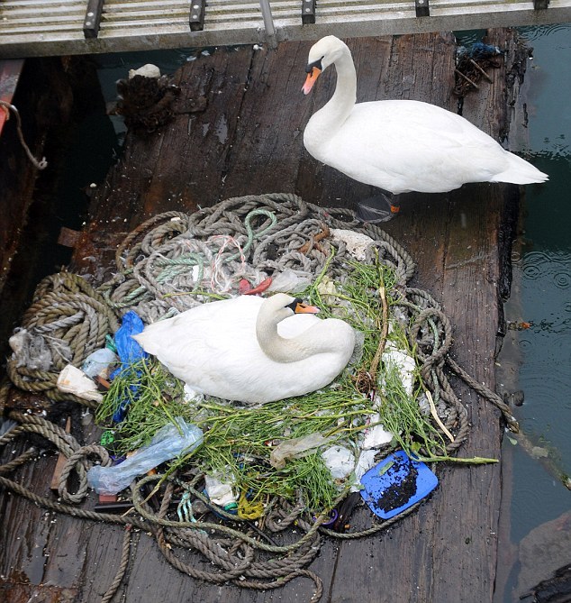 Swans Build A Nest On A Busy Dock (5 pics)
