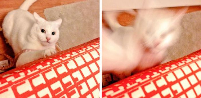 26 Moments Only Cat Owners Can Relate To (26 pics)