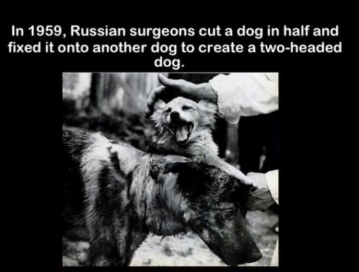 Load Up Your Brain With These Fun And Fascinating Facts (29 pics)