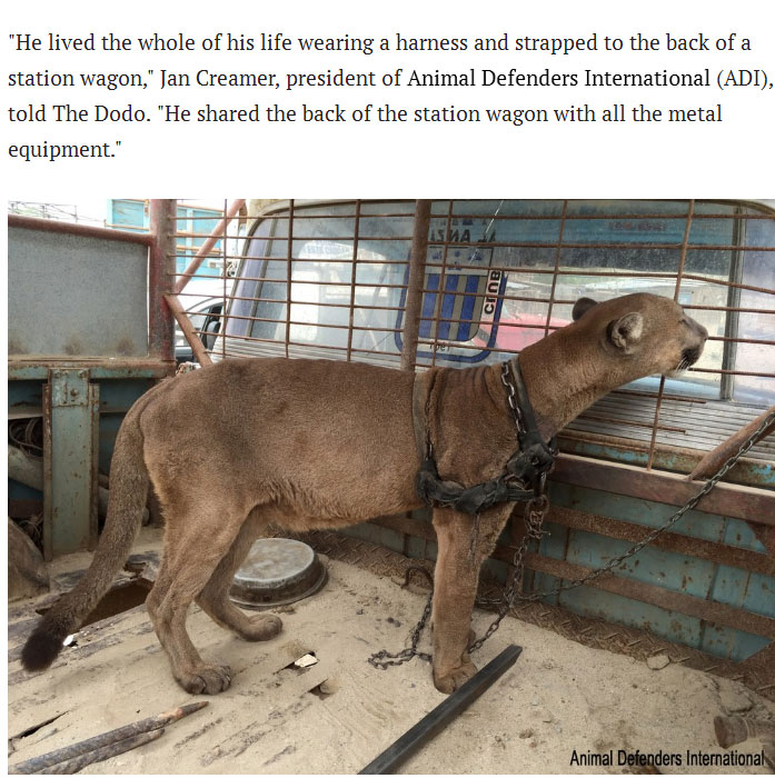 Circus Cat Gets The Chance To Start A New Life (10 pics)