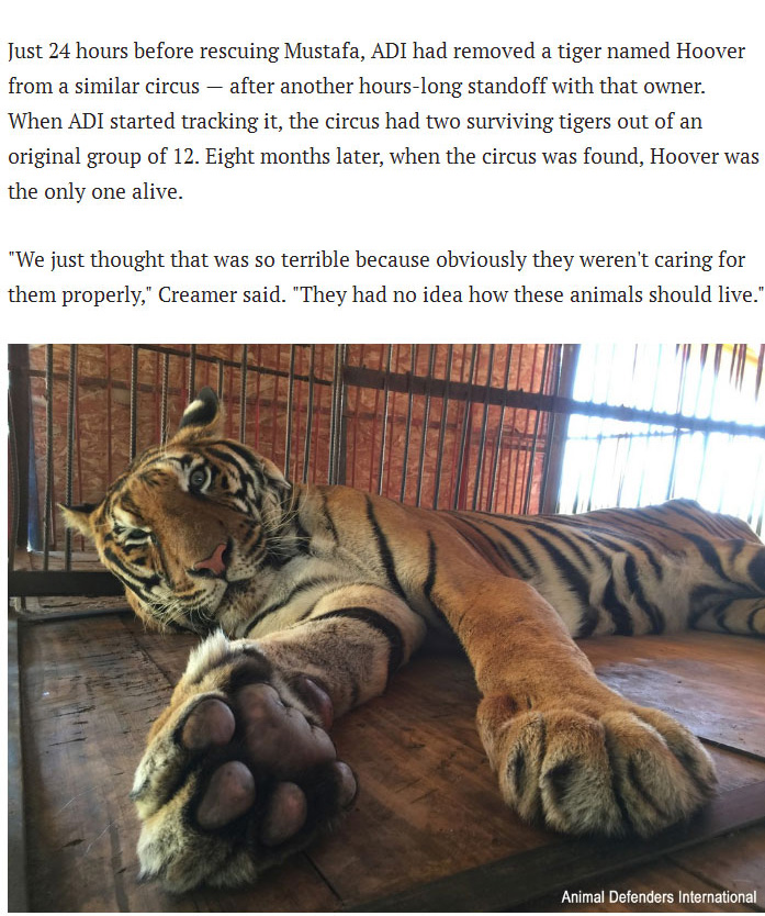 Circus Cat Gets The Chance To Start A New Life (10 pics)