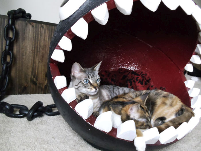 Meet The Cats That Sleep Inside A Chain Chomp From Super Mario Bros. (11 pics)