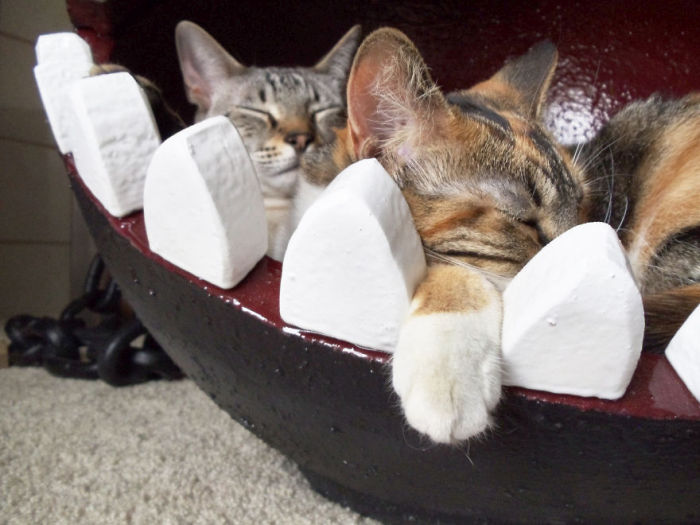 Meet The Cats That Sleep Inside A Chain Chomp From Super Mario Bros. (11 pics)