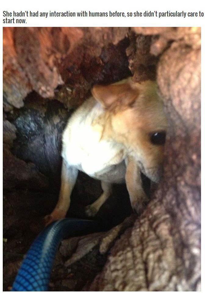 This Dog Was Found Living In A Unique Tree (8 pics)