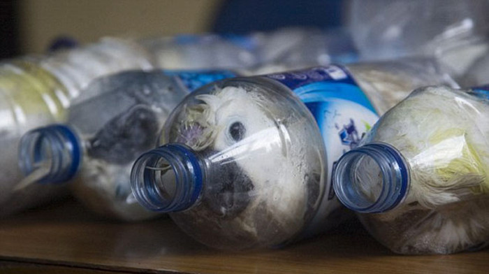 Indonesian Poachers Get Busted (6 pics)