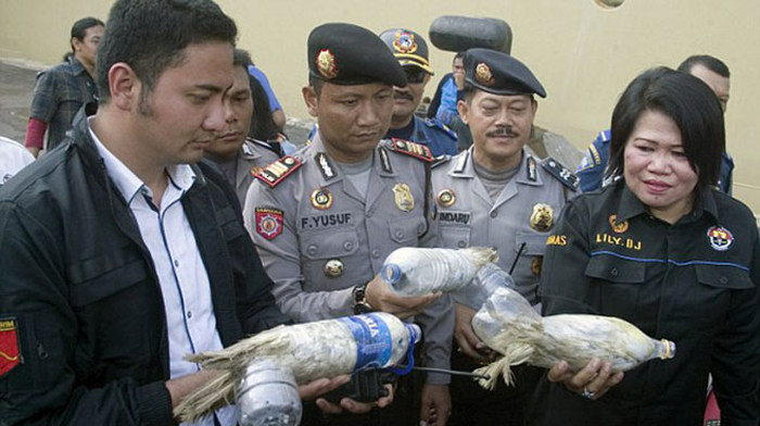 Indonesian Poachers Get Busted (6 pics)