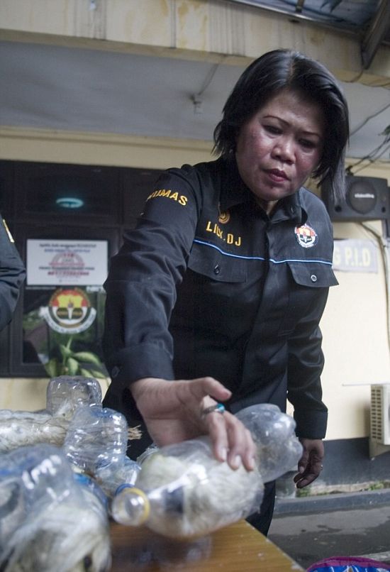 Indonesian Poachers Get Busted (6 pics)