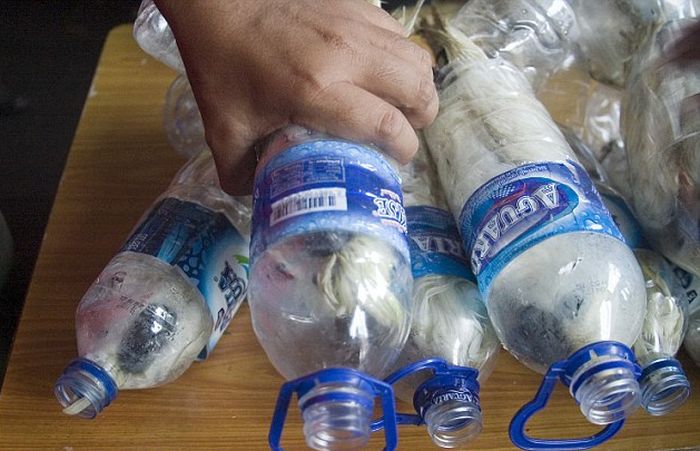 Indonesian Poachers Get Busted (6 pics)