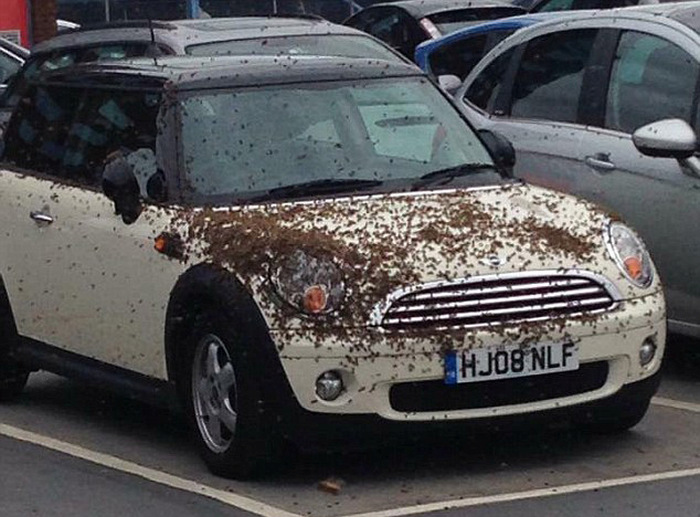 When 20,000 Bees Attack Your Car (6 pics)