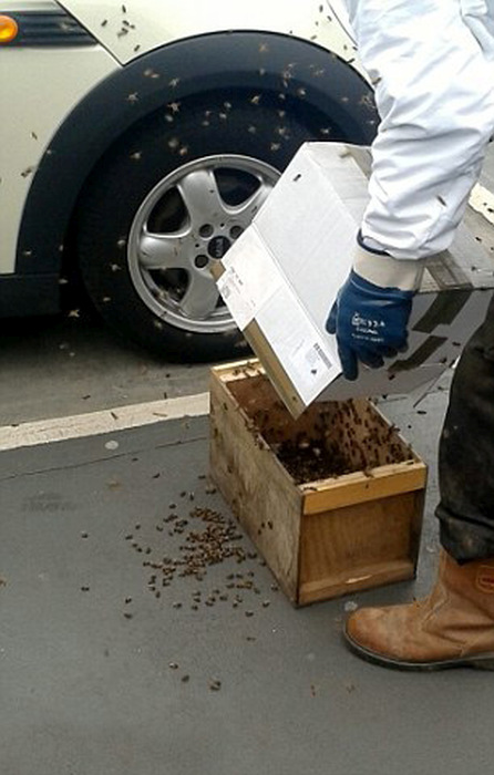 When 20,000 Bees Attack Your Car (6 pics)