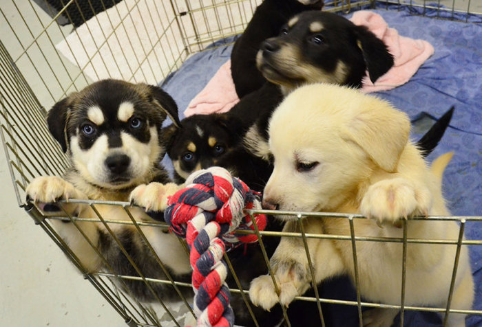 University Creates A Special Puppy Room To Help Students With Stress (5 pics)