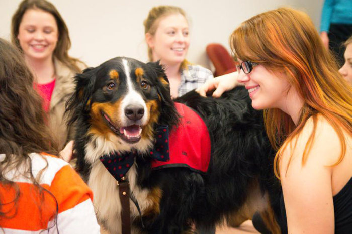 University Creates A Special Puppy Room To Help Students With Stress (5 pics)