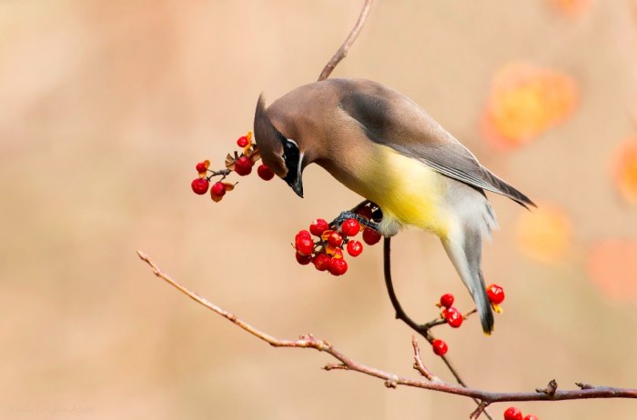 Wildlife Photos That Capture The Beauty Of The Outside World (41 pics)