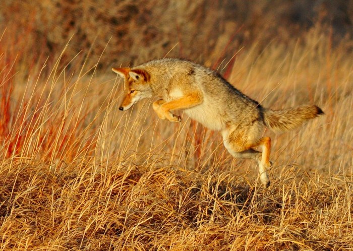 Wildlife Photos That Capture The Beauty Of The Outside World (41 pics)