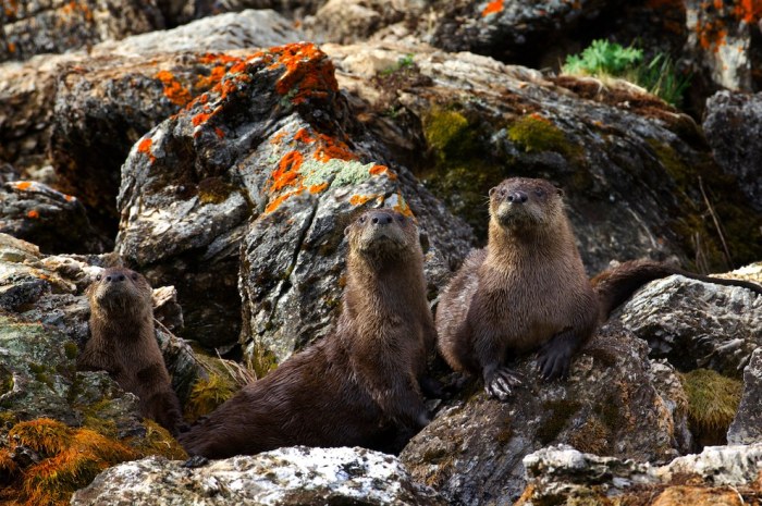 Wildlife Photos That Capture The Beauty Of The Outside World (41 pics)
