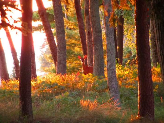 Wildlife Photos That Capture The Beauty Of The Outside World (41 pics)