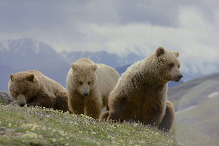 Wildlife Photos That Capture The Beauty Of The Outside World (41 pics)