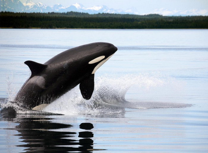 Wildlife Photos That Capture The Beauty Of The Outside World (41 pics)