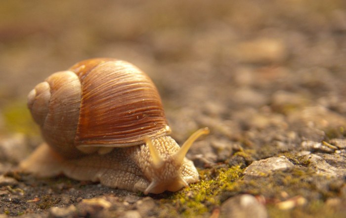 Wildlife Photos That Capture The Beauty Of The Outside World (41 pics)