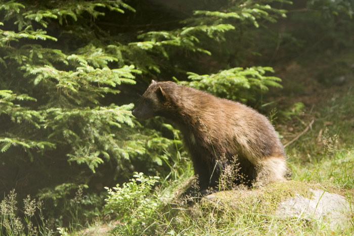 Wildlife Photos That Capture The Beauty Of The Outside World (41 pics)