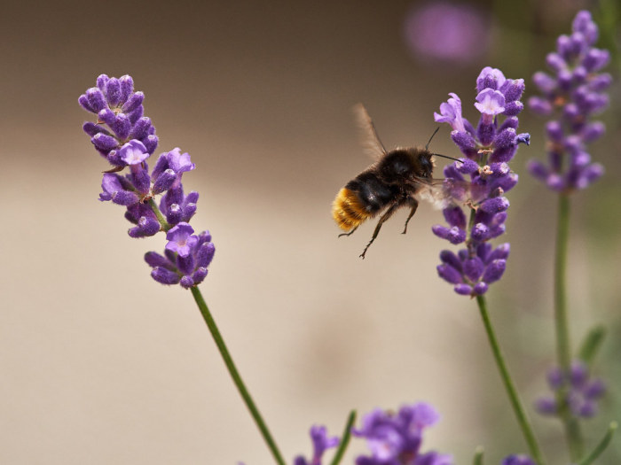 Wildlife Photos That Capture The Beauty Of The Outside World (41 pics)