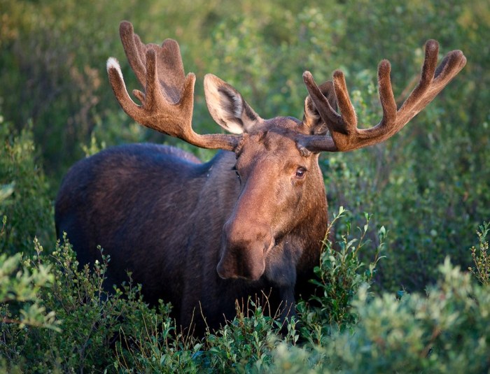 Wildlife Photos That Capture The Beauty Of The Outside World (41 pics)