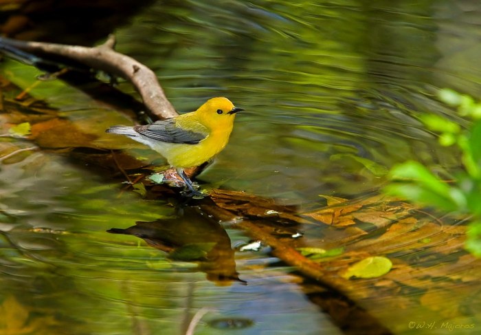 Wildlife Photos That Capture The Beauty Of The Outside World (41 pics)