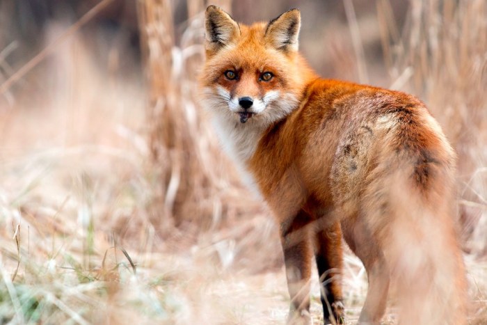 Wildlife Photos That Capture The Beauty Of The Outside World (41 pics)
