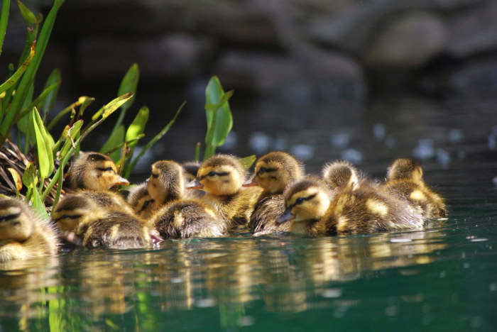 Wildlife Photos That Capture The Beauty Of The Outside World (41 pics)