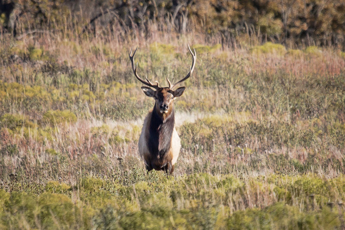 Wildlife Photos That Capture The Beauty Of The Outside World (41 pics)