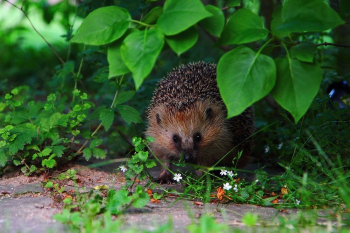 Wildlife Photos That Capture The Beauty Of The Outside World (41 pics)
