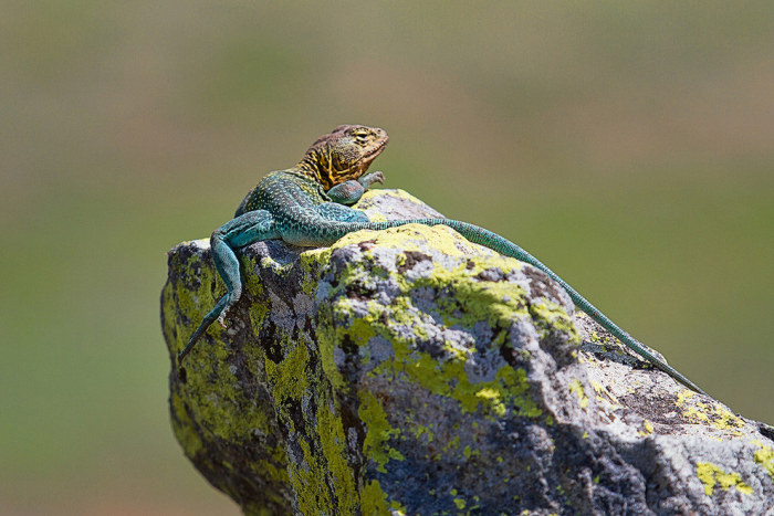 Wildlife Photos That Capture The Beauty Of The Outside World (41 pics)