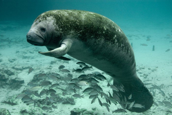 Wildlife Photos That Capture The Beauty Of The Outside World (41 pics)