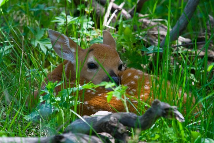Wildlife Photos That Capture The Beauty Of The Outside World (41 pics)