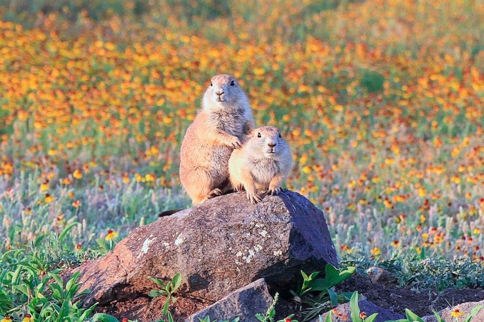 Wildlife Photos That Capture The Beauty Of The Outside World (41 pics)