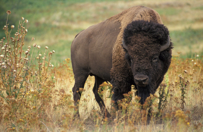Wildlife Photos That Capture The Beauty Of The Outside World (41 pics)