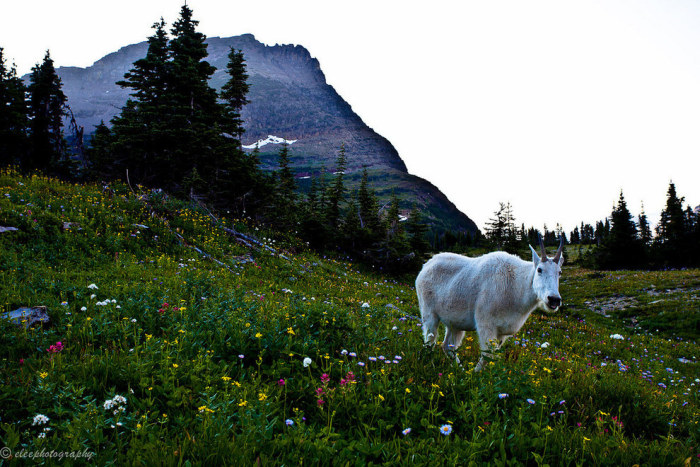 Wildlife Photos That Capture The Beauty Of The Outside World (41 pics)