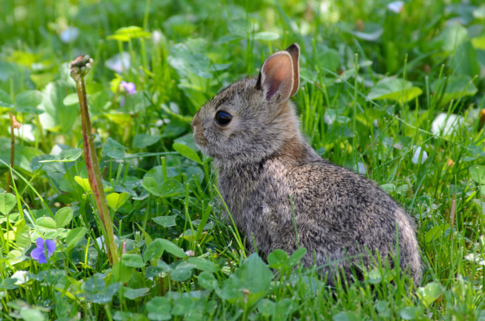 Wildlife Photos That Capture The Beauty Of The Outside World (41 pics)