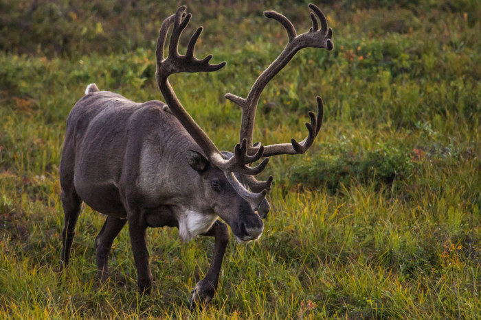 Wildlife Photos That Capture The Beauty Of The Outside World (41 pics)