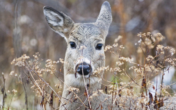 Wildlife Photos That Capture The Beauty Of The Outside World (41 pics)
